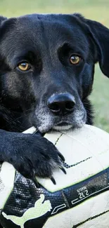 Black dog cuddling a white soccer ball on grass.