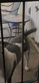 Two dogs standing behind a mesh fence with patio furniture.