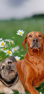 Two dogs relaxing in a daisy-filled field.