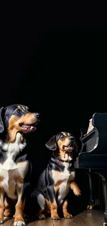 Two dogs beside a grand piano on a dark background.