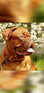 Dogue de Bordeaux sitting amid flowers with a spring backdrop.