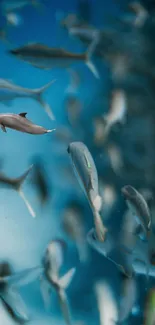 Dolphin swimming among fish in a blue ocean setting.