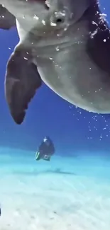 Dolphin swims underwater with diver in stunning blue waters.