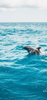 Dolphin swimming in a turquoise blue ocean under a sunny sky.