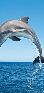 High-resolution image of a dolphin leaping over a blue ocean.