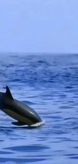 Dolphin jumping against a blue ocean background, capturing a stunning nature moment.