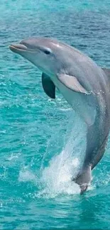 A dolphin leaps through turquoise ocean waves, showcasing marine beauty.