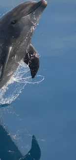 A dolphin leaps through the calm blue sea, creating a refreshing splash.