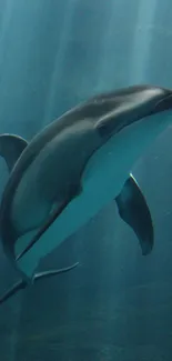 A dolphin swimming gracefully underwater, captured in a serene blue ocean setting.