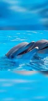 Two dolphins joyfully swimming in a bright blue ocean.