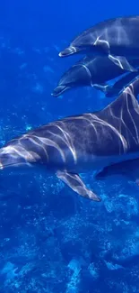 Dolphins swim gracefully in a clear blue ocean.