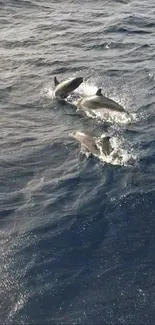 Dolphins gracefully swimming in deep blue ocean waves.