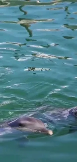 Dolphins gliding in turquoise ocean water, creating a serene and tranquil scene.