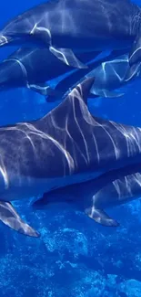 Mobile wallpaper of dolphins swimming underwater in the ocean.