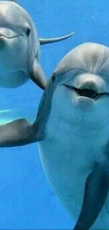 Playful dolphins swimming under clear blue water.