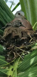 Dove nest in green palm leaves backdrop.