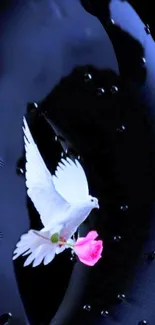 White dove with pink rose on dark background wallpaper.