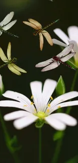 Dragonflies fluttering around white flowers on a dark green background.