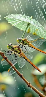 Two dragonflies under a leaf umbrella in rain.