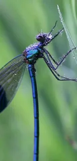 Close-up image of a dragonfly on a green leaf.