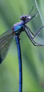 Close-up of a dragonfly resting on grass with dew drops under a green background.