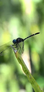 Dragonfly perched on bamboo with blurred green background.