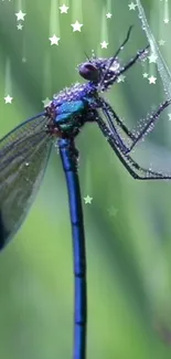 Close-up of a dragonfly on dewy grass with twinkling stars in the background.