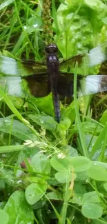 Dragonfly perched on vibrant green grass.