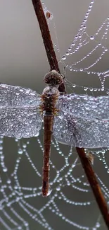 Dragonfly perched on a dewy spider web.