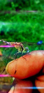 Dragonfly perched on a person's fingers with green background.