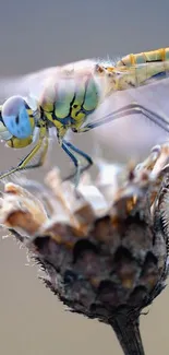 Close-up of a dragonfly on a dried flower, showcasing vivid details and colors.