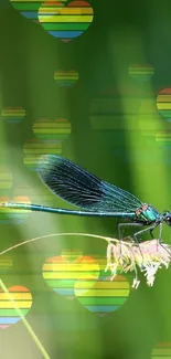 Blue dragonfly perched on wildflowers against a green background.