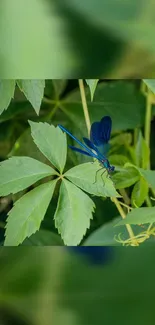 Blue dragonfly perched on vibrant green leaves in nature.