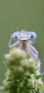 Dragonfly perched on a green plant, detailed and vibrant.