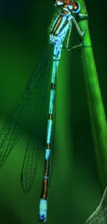 A detailed dragonfly on a vibrant green stem.