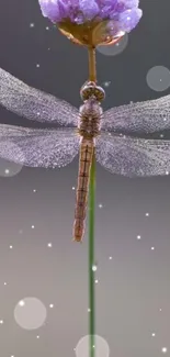 Dragonfly perched on a lavender flower, showcasing a serene natural scene.