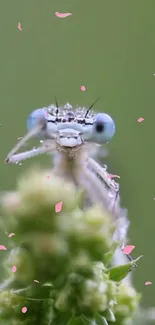 Close-up of a dragonfly with pink petals on a pastel green background.