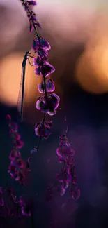 Dragonfly perched on purple flowers at sunset.