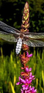 Dragonfly resting on a colorful flower with a green background.