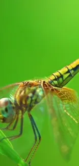 Close-up of dragonfly on green leaf with detailed vibrant colors.