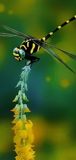 Dragonfly resting on a yellow flower with green background.