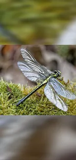 Dragonfly resting on green moss close-up.