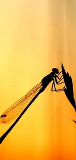 Silhouette of a dragonfly against a golden sunset background.