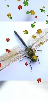 Dragonfly with colorful autumn leaves on a white background.