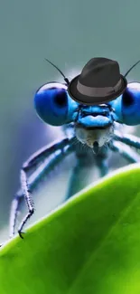 A whimsical dragonfly with a hat on a green leaf.