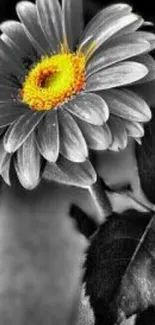 Black and white flower with yellow center mobile wallpaper.