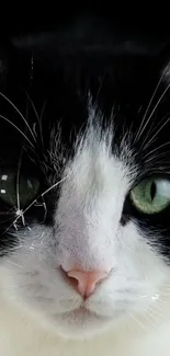 Close-up of a black and white cat with green eyes.