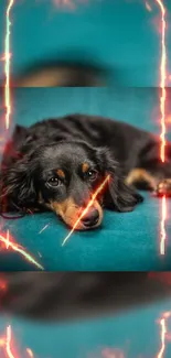 Black dog with glowing red streaks on a teal background.