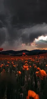 Orange poppy field under dark, dramatic sky at sunset.