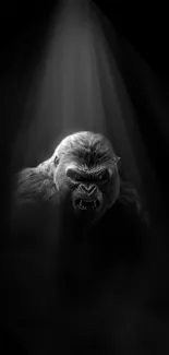 Gorilla in dramatic spotlight against dark background wallpaper.